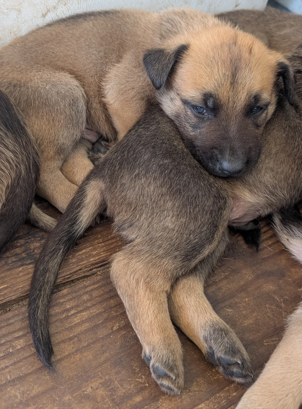 A sleepy puppy resting its chin on a sibling