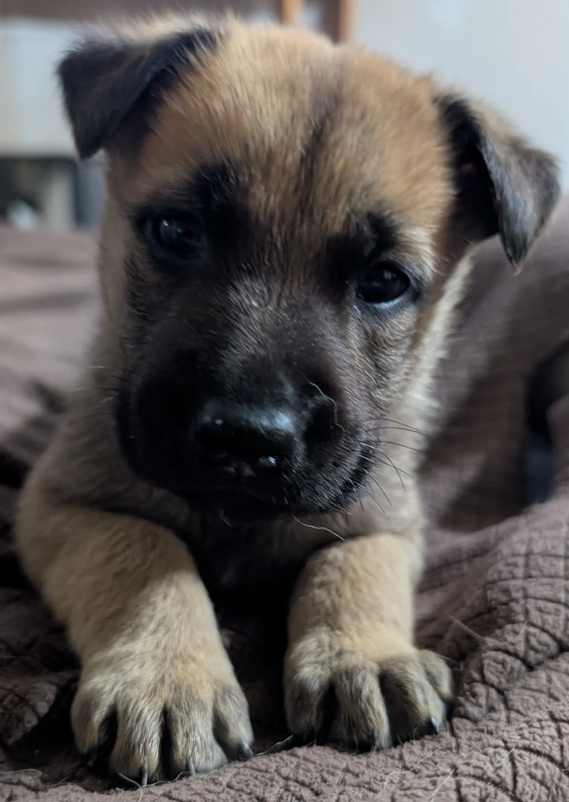 A curious little puppy resting its front paws on a blanket