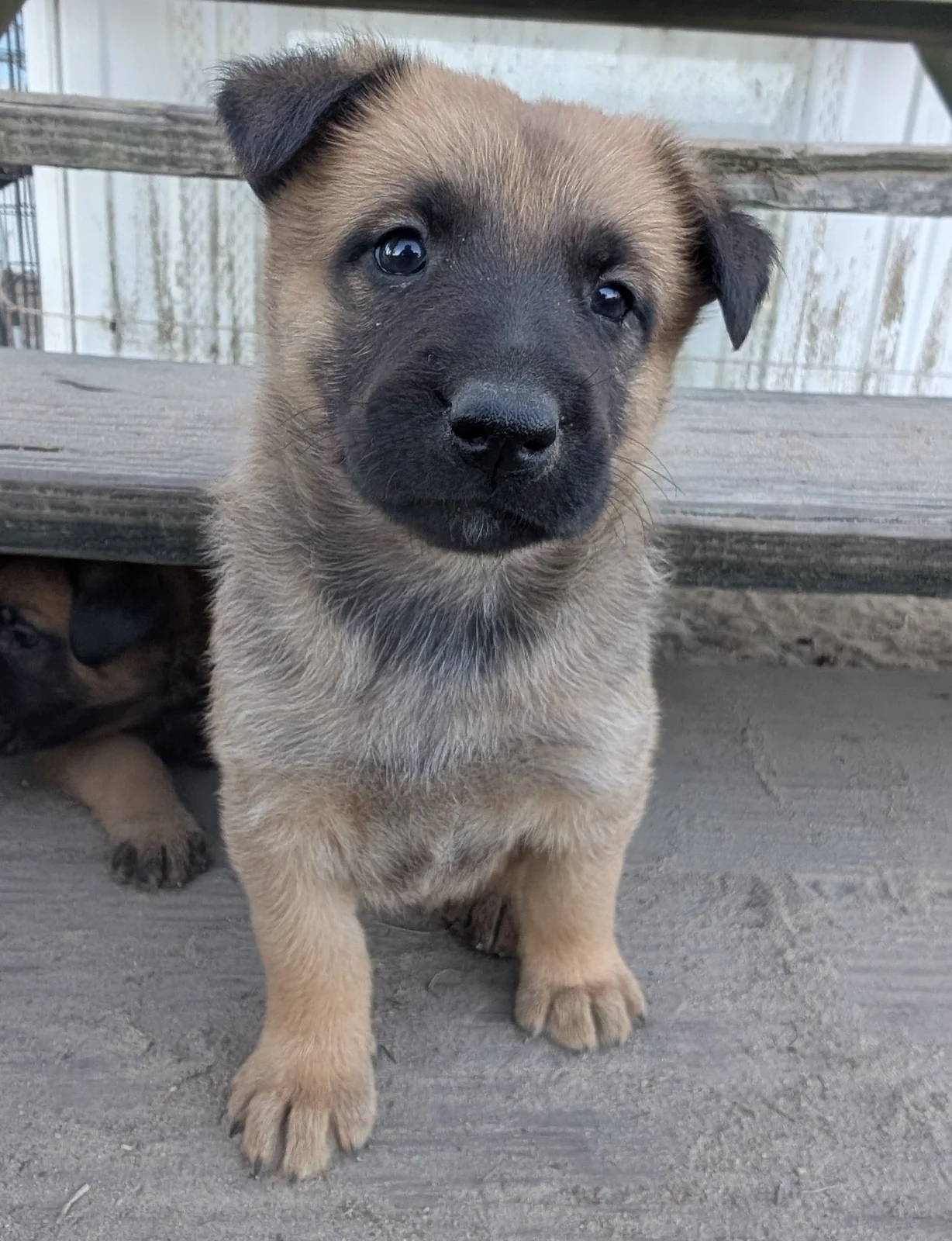 A young tan puppy with a dark muzzle sitting on the porch and looking toward the camera