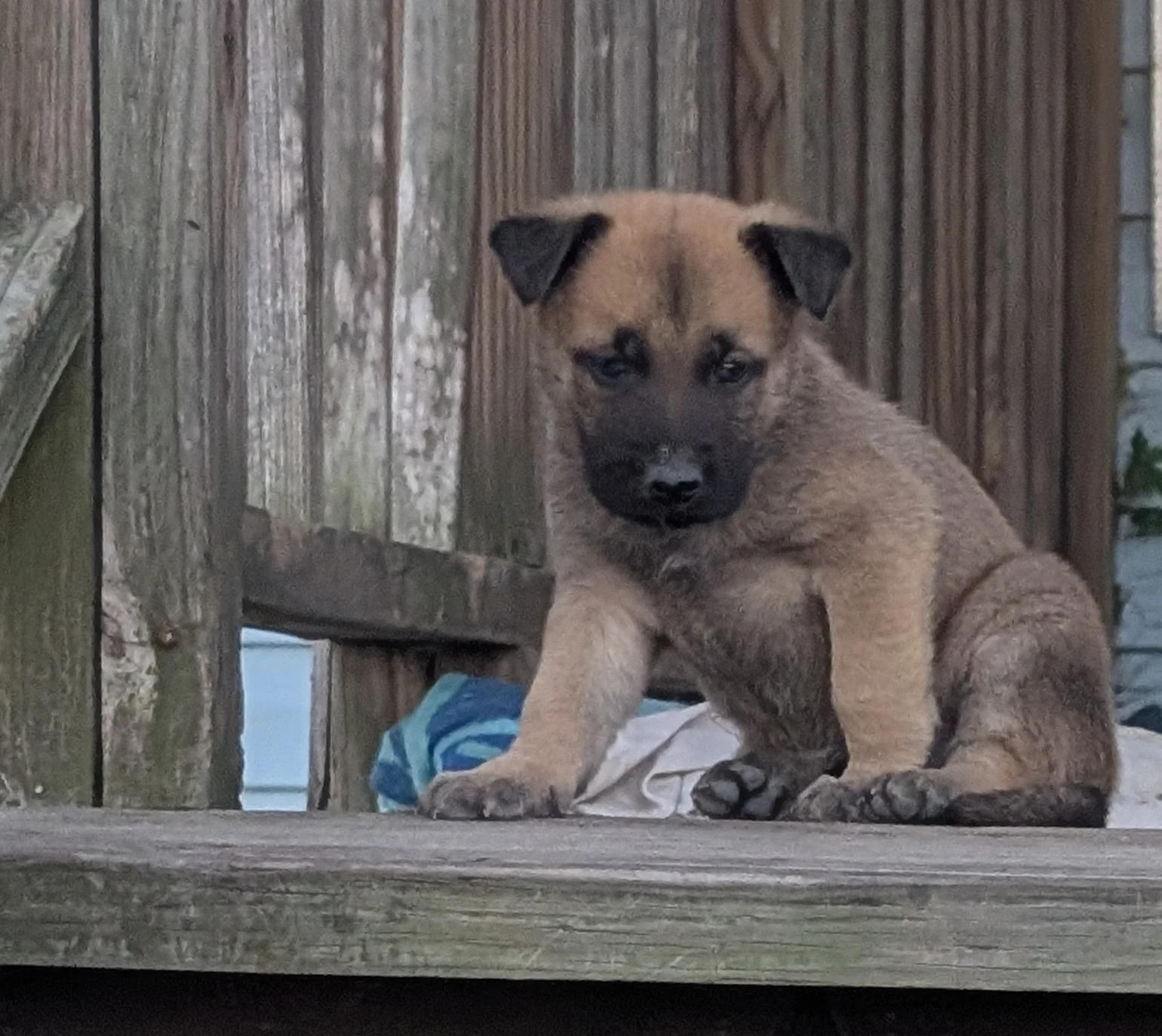 A young puppy sitting on the wooden porch and looking toward the camera