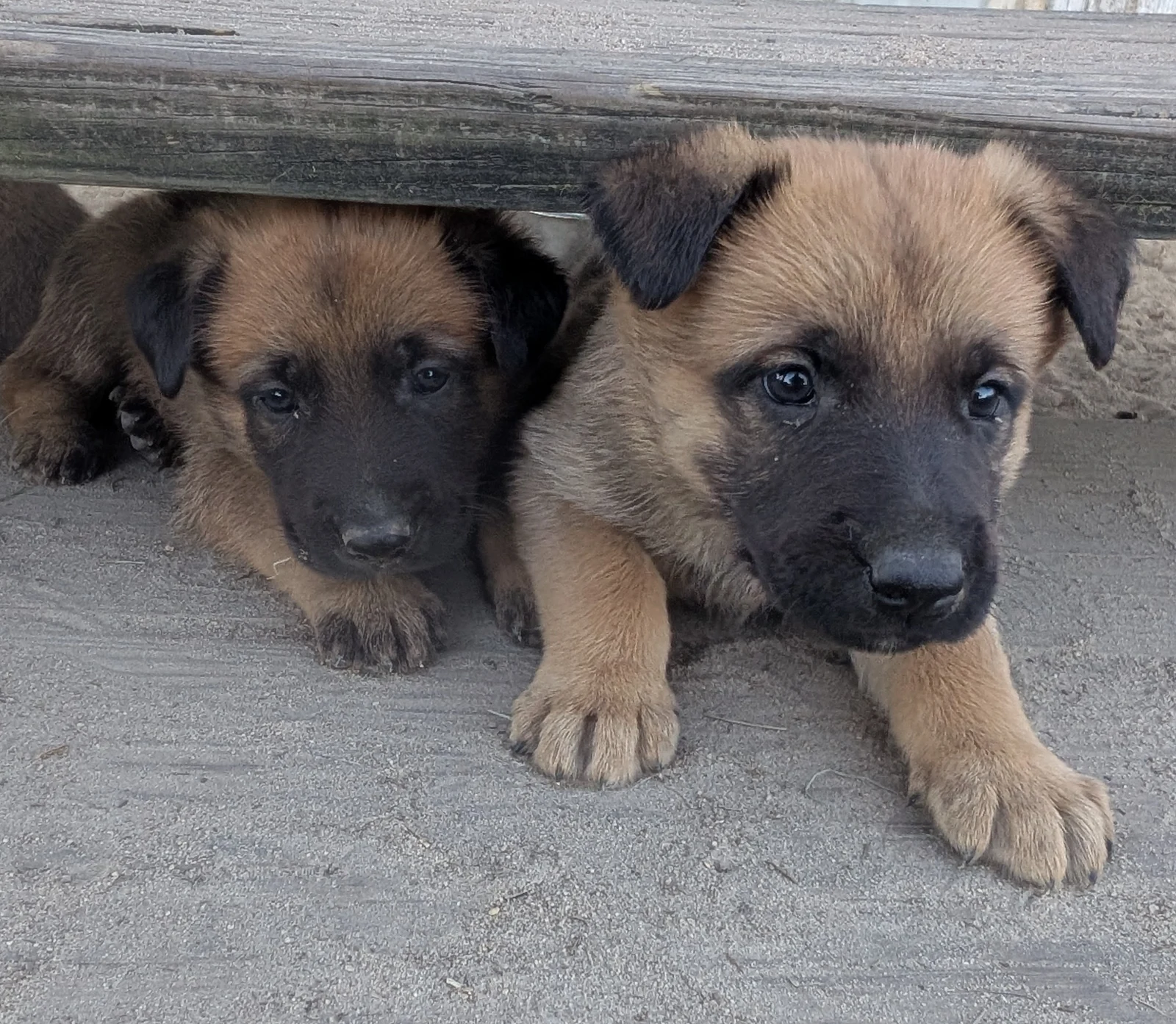 Two puppies sitting close together on the porch