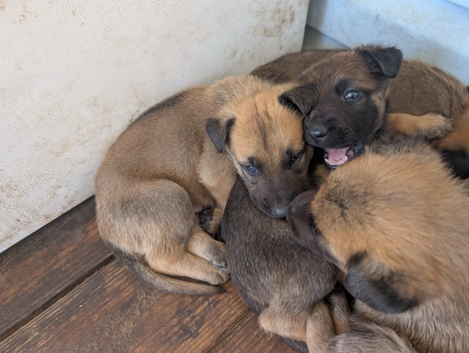Annika and Jasper’s young puppies cuddling together on the porch